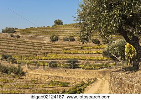 Stock Photo - Port Wine vineyards, Alto Douro, Unesco World Heritage site, Tras-os-Montes, Portugal, Europe. Fotosearch