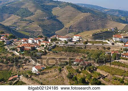 Port Wine vineyards, Alto Douro, Unesco World Heritage site, Tras-os-Montes, Portugal, Europe View Large Photo Image Stock Photography - Port Wine vineyards, Alto Douro, Unesco World Heritage site, Tras-os-Montes, Portugal, Europe. Fotosearch