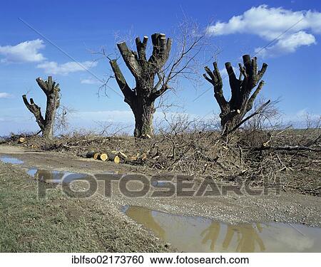 Pruned poplars (Populus sp. ), Thuringia, Germany, Europe View Large Photo Image Stock Image - Pruned poplars (Populus sp. ), Thuringia, Germany, Europe. Fotosearch