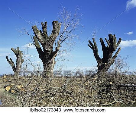 Pruned poplars (Populus sp. ), Thuringia, Germany, Europe View Large Photo Image Stock Image - Pruned poplars (Populus sp. ), Thuringia, Germany, Europe. Fotosearch