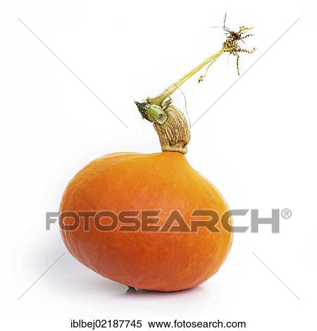 Stock Photography - Pumpkin. Fotosearch