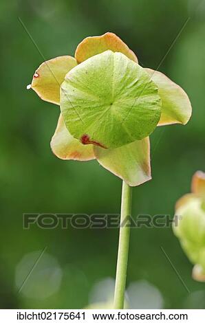 Stock Image - Purple Pitcher Plant or Side-saddle Flower (Sarracenia purpurea), flowering, native to North America, North Rhine-Westphalia, Germany, Europe. Fotosearch