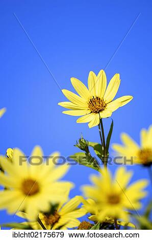 Stock Photo - Purpledisk sunflower, Appalachian sunflower (Helianthus atrorubens), native to North America. Fotosearch