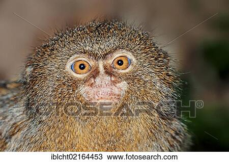 Stock Image - Pygmy Marmoset (Cebuella pygmaea, Callithrix pygmaea), portrait, South American species, captive, Czech Republic, Europe. Fotosearch