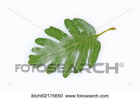 Stock Image - Pyrenean Oak (Quercus pyrenaica), leaf. Fotosearch