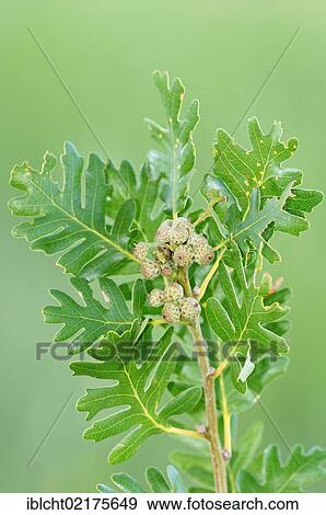 Pyrenean Oak (Quercus pyrenaica), branch with leaves and acorns, Provence, Southern France, France, Europe View Large Photo Image Stock Photo - Pyrenean Oak (Quercus pyrenaica), branch with leaves and acorns, Provence, Southern France, France, Europe. Fotosearch