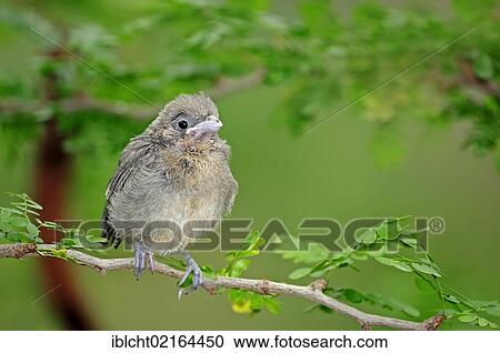 Pyrrhuloxia or Desert Cardinal (Cardinalis sinuatus, Pyrrhuloxia sinuatus), juvenile, North American species, captive, North Rhine-Westphalia, Germany, Europe View Large Photo Image Stock Image - Pyrrhuloxia or Desert Cardinal (Cardinalis sinuatus, Pyrrhuloxia sinuatus), juvenile, North American species, captive, North Rhine-Westphalia, Germany, Europe. Fotosearch