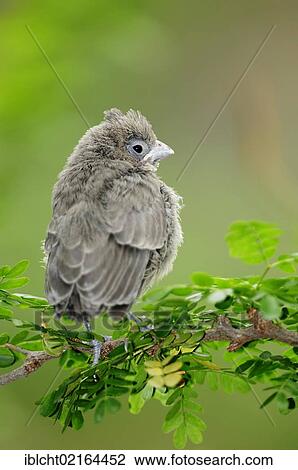 Stock Image - Pyrrhuloxia or Desert Cardinal (Cardinalis sinuatus, Pyrrhuloxia sinuatus), juvenile, North American species, captive, North Rhine-Westphalia, Germany, Europe. Fotosearch