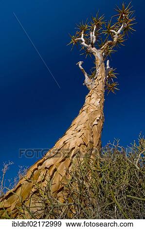 Quiver tree or Kokerboom (Aloe dichotoma), Richtersveld National Park, Northern Cape, South Africa, Africa View Large Photo Image Stock Photo - Quiver tree or Kokerboom (Aloe dichotoma), Richtersveld National Park, Northern Cape, South Africa, Africa. Fotosearch