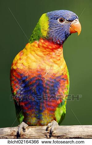 Stock Photograph - Rainbow Lorikeet, Swainson's Lory, Moluccan Rainbow Lorikeet, Swainson's Blue Mountain Rainbow Lorikeet (Trichoglossus haematodus moluccanus), Australian species, captive, North Rhine-Westphalia, Germany, Europe. Fotosearch