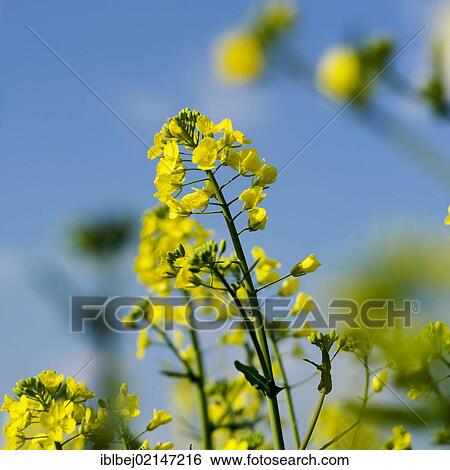 Rapeseed (Brassica napus), Auvergne, France, Europe View Large Photo Image Stock Photograph - Rapeseed (Brassica napus), Auvergne, France, Europe. Fotosearch