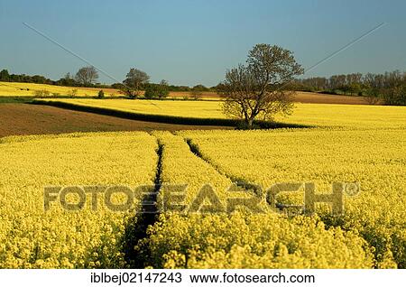 Stock Image - Rapeseed field (Brassica napus), Limagne, Auvergne, France, Europe. Fotosearch