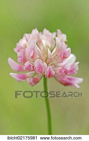 Stock Image - Red clover (Trifolium pratense), North Rhine-Westphalia, Germany, Europe. Fotosearch