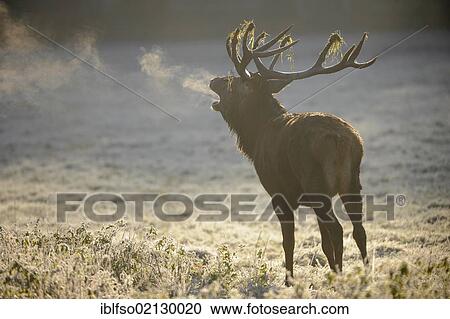 Red Deer (Cervus elaphus) roaring during the rutting season on a frost-covered forest clearing in the early, cold morning, condensation of the breath is visible, Germany, Europe View Large Photo Image Stock Image - Red Deer (Cervus elaphus) roaring during the rutting season on a frost-covered forest clearing in the early, cold morning, condensation of the breath is visible, Germany, Europe. Fotosearch