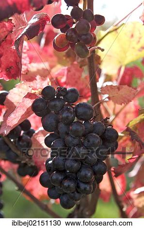 Red grapes (Vitis vinifera) View Large Photo Image Stock Image - Red grapes (Vitis vinifera). Fotosearch