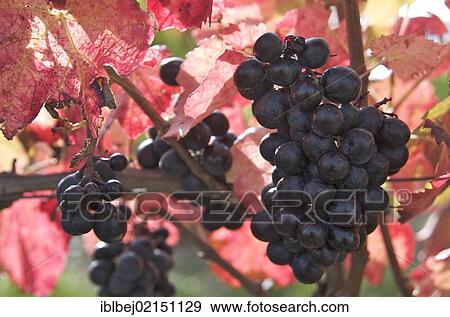 Red grapes (Vitis vinifera) View Large Photo Image Stock Photo - Red grapes (Vitis vinifera). Fotosearch