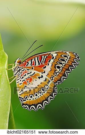 Stock Image - Red Lacewing (Cethosia biblis), Asian species, captive, North Rhine-Westphalia, Germany, Europe. Fotosearch