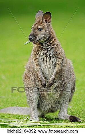 Red-necked Wallaby or Bennett's Wallaby (Macropus rufogriseus), Australian species, captive, Lower Saxony, Germany, Europe View Large Photo Image Stock Image - Red-necked Wallaby or Bennett's Wallaby (Macropus rufogriseus), Australian species, captive, Lower Saxony, Germany, Europe. Fotosearch
