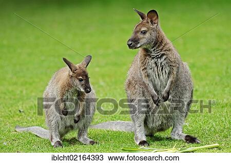 Stock Image - Red-necked Wallaby or Bennett's Wallaby (Macropus rufogriseus), female with young, Australian species, captive, Lower Saxony, Germany, Europe. Fotosearch