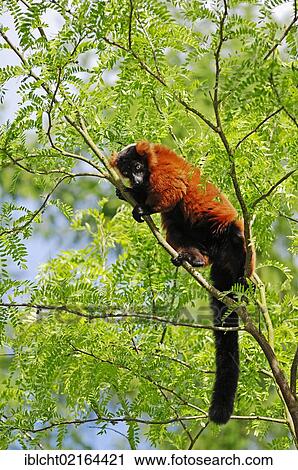 Red Ruffed Lemur (Varecia variegata rubra, Varecia variegata ruber), species of Madagascar, captive, North Rhine-Westphalia, Germany, Europe View Large Photo Image Stock Image - Red Ruffed Lemur (Varecia variegata rubra, Varecia variegata ruber), species of Madagascar, captive, North Rhine-Westphalia, Germany, Europe. Fotosearch