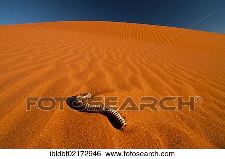 Red sand dune, carcass of a millipede (Myriapoda), Kgalagadi Transfrontier Park, Kalahari Desert, Northern Cape, South Africa, Africa View Large Photo Image Stock Photograph - Red sand dune, carcass of a millipede (Myriapoda), Kgalagadi Transfrontier Park, Kalahari Desert, Northern Cape, South Africa, Africa. Fotosearch