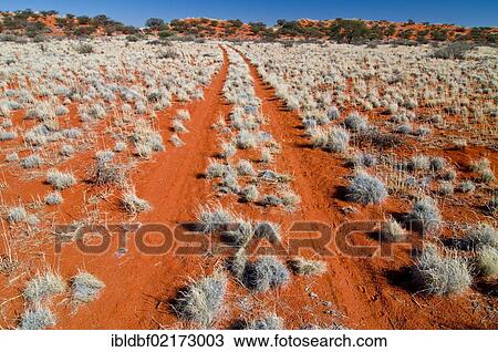 Red sand dune, Kalahari Desert, Northern Cape, South Africa, Africa View Large Photo Image Stock Image - Red sand dune, Kalahari Desert, Northern Cape, South Africa, Africa. Fotosearch