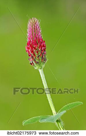 Red trefoil (Trifolium rubens), flowering, North Rhine-Westphalia, Germany, Europe View Large Photo Image Stock Image - Red trefoil (Trifolium rubens), flowering, North Rhine-Westphalia, Germany, Europe. Fotosearch