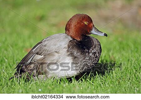 Redhead (Aythya americana), drake, North American species, captive, North Rhine-Westphalia, Germany, Europe View Large Photo Image Picture - Redhead (Aythya americana), drake, North American species, captive, North Rhine-Westphalia, Germany, Europe. Fotosearch