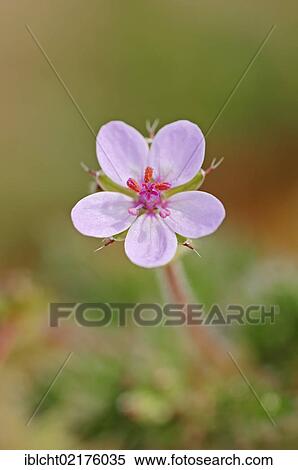 Stock Photography - Redstem Filaree or Common Stork's-bill (Erodium cicutarium), Texel, The Netherlands, Europe. Fotosearch