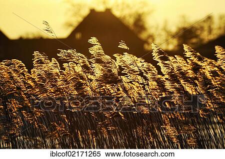 Stock Photography - Reets in the evening light at Kirchwerder, Vier- und Marschlande landscape, Hamburg, Germany, Europe. Fotosearch