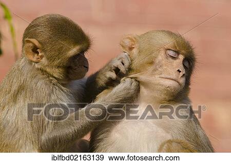 Stock Photo - Rhesus macaques or Rhesus monkeys (Macaca mulatta) lousing each other, at the outer walls of the Taj Mahal, Agra, Uttar Pradesh, India, Asia. Fotosearch