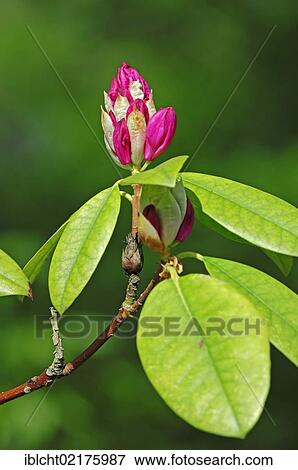 Stock Photo - Rhododendron (Rhododendron spec. ) flower bud. Fotosearch