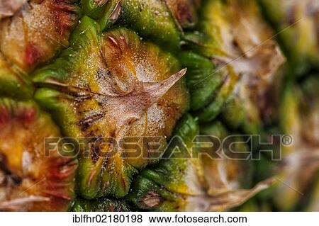Ripe Pineapple (Ananas comosus), detail of the skin View Large Photo Image Stock Photo - Ripe Pineapple (Ananas comosus), detail of the skin. Fotosearch
