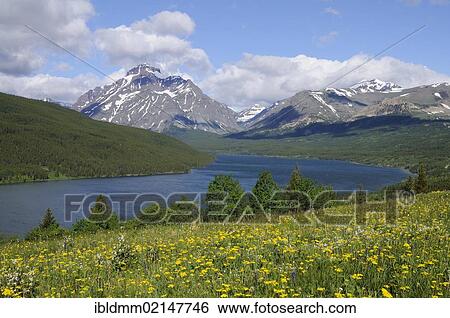 Rising Wolf Mountain, Two Medicine Mountain Lake, Glacier National Park, Rocky Mountains, Montana, USA, North America View Large Photo Image Stock Photograph - Rising Wolf Mountain, Two Medicine Mountain Lake, Glacier National Park, Rocky Mountains, Montana, USA, North America. Fotosearch
