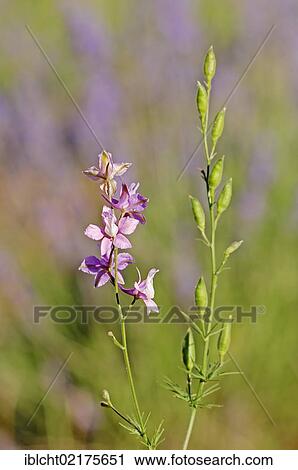 Rocket Larkspur (Consolida ajacis, Delphinium ajacis, Consolida ambigua), Provence-Alpes-Cote d'Azur, Southern France, France, Europe View Large Photo Image Stock Image - Rocket Larkspur (Consolida ajacis, Delphinium ajacis, Consolida ambigua), Provence-Alpes-Cote d'Azur, Southern France, France, Europe. Fotosearch