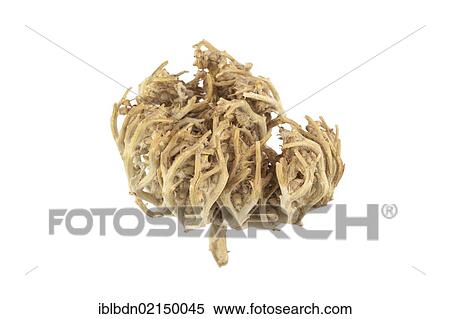 Stock Photography - Rose of Jericho, or Resurrection Plant (Anastatica hierochuntica). Fotosearch