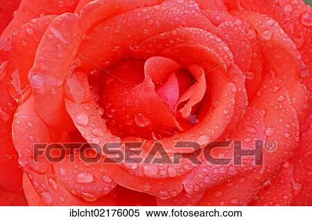 Rose (Rosa sp. ), flower detail with waterdrops View Large Photo Image Stock Photography - Rose (Rosa sp. ), flower detail with waterdrops. Fotosearch