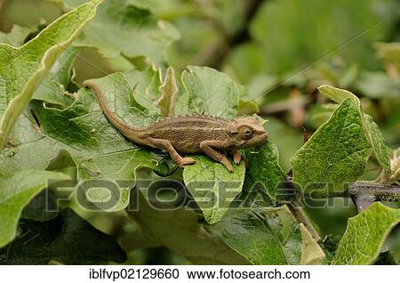 Stock Image - Rough Chameleon or Rudis Chameleon (Chamaeleo rudis), at the foot of the Gahinga volcano, Volcanoes National Park, Parc National des Volcans near the village of Kinigi, Rwanda, Africa. Fotosearch
