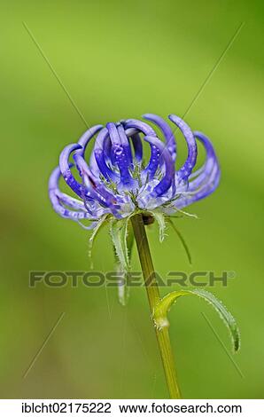 Round-headed rampion (Phyteuma orbiculare), National Park Berchtesgaden, Bavaria, Germany, Europe View Large Photo Image Stock Image - Round-headed rampion (Phyteuma orbiculare), National Park Berchtesgaden, Bavaria, Germany, Europe. Fotosearch