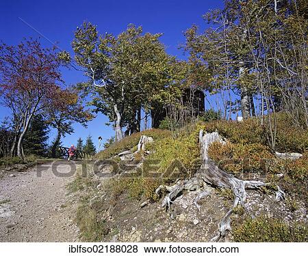Route to the Goethe cottage on Mt Kickelhahn near Ilmenau, Thuringian Forest, Thueringer Wald, Thuringia, Germany, Europe View Large Photo Image Stock Photo - Route to the Goethe cottage on Mt Kickelhahn near Ilmenau, Thuringian Forest, Thueringer Wald, Thuringia, Germany, Europe. Fotosearch
