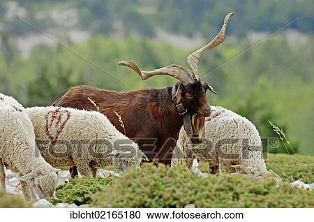 Rove Goat or billy goat and Merino Sheep, Provence, Southern France, France, Europe View Large Photo Image Stock Image - Rove Goat or billy goat and Merino Sheep, Provence, Southern France, France, Europe. Fotosearch