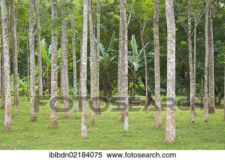 Rubber tree plantation, southern Thailand, Asia View Large Photo Image Stock Photography - Rubber tree plantation, southern Thailand, Asia. Fotosearch