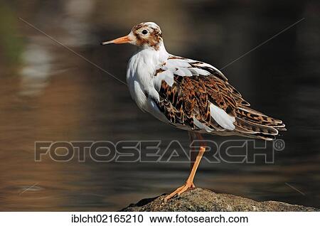 Stock Image - Ruff (Philomachus pugnax), male, Netherlands, Europe. Fotosearch