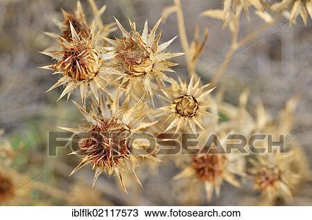 Stock Image - Safflower (Carthamus tinctorius), grown large-scale by the major landowners at the expense of the Chaco vegetation to extract oil for the production of biodiesel, threat to the habitat of indigenous peoples and smallholders, Salta province, Argentina,.... Fotosearch