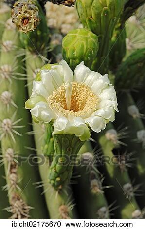Saguaro cactus (Cereus giganteus, Carnegiea gigantea), Blossom, Arizona, USA, North America View Large Photo Image Stock Image - Saguaro cactus (Cereus giganteus, Carnegiea gigantea), Blossom, Arizona, USA, North America. Fotosearch
