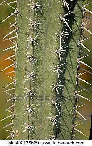 Saguaro cactus (Cereus giganteus, Carnegiea gigantea), Arizona, USA, North America View Large Photo Image Stock Photo - Saguaro cactus (Cereus giganteus, Carnegiea gigantea), Arizona, USA, North America. Fotosearch