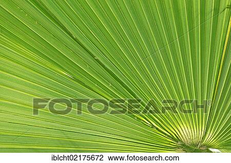 Stock Image - Saw Palmetto (Serenoa repens), leaf detail, Florida, USA, North America. Fotosearch