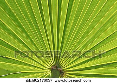 Saw Palmetto (Serenoa repens), leaf detail, Myakka River State Park, Florida, USA, North America View Large Photo Image Stock Photo - Saw Palmetto (Serenoa repens), leaf detail, Myakka River State Park, Florida, USA, North America. Fotosearch