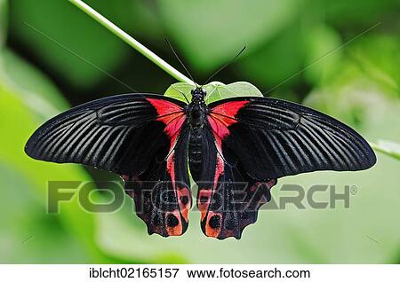 Scarlet Mormon, swallowtail butterfly (Papilio rumanzovia), female, Asian species, captive, North Rhine-Westphalia, Germany, Europe View Large Photo Image Stock Photo - Scarlet Mormon, swallowtail butterfly (Papilio rumanzovia), female, Asian species, captive, North Rhine-Westphalia, Germany, Europe. Fotosearch