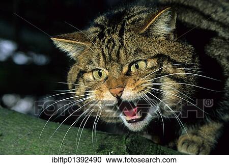 Scottish Wild Cat (Felis s. silvestris), male, hissing, portrait View Large Photo Image Stock Image - Scottish Wild Cat (Felis s. silvestris), male, hissing, portrait. Fotosearch